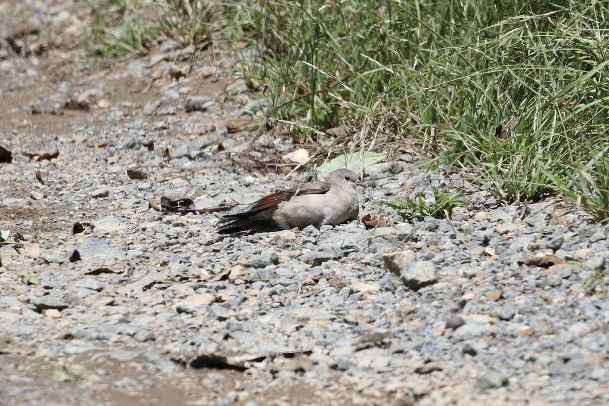 Zwergtäubchen - ML376796811