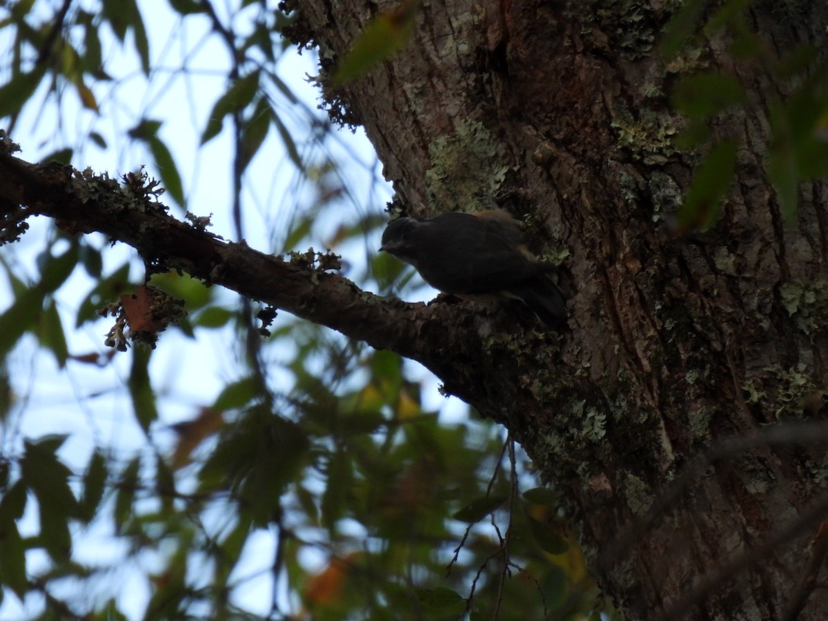 Red-breasted Nuthatch - ML376797061