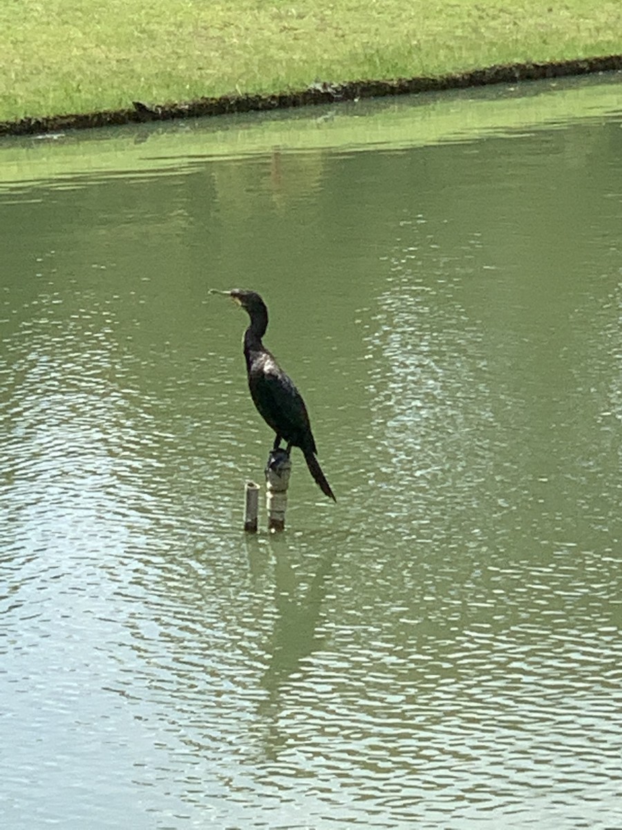 Neotropic Cormorant - juan murillo