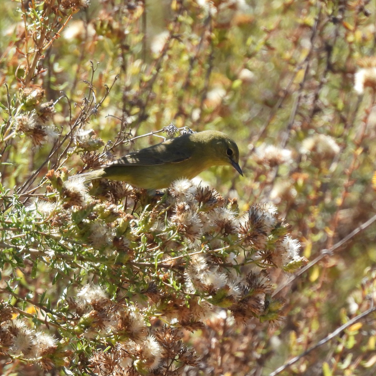 Orange-crowned Warbler - ML376798951