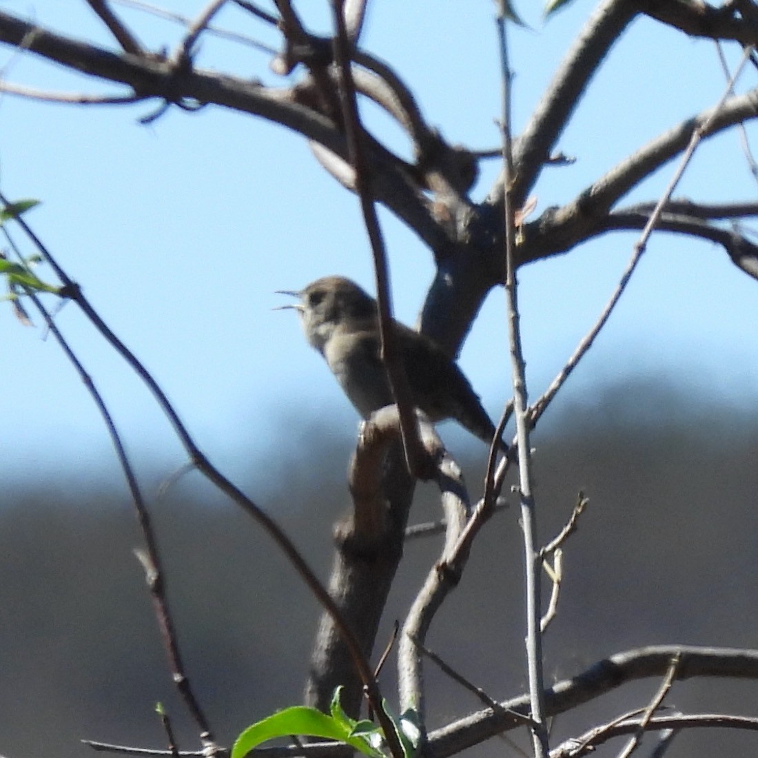 House Wren - ML376799321