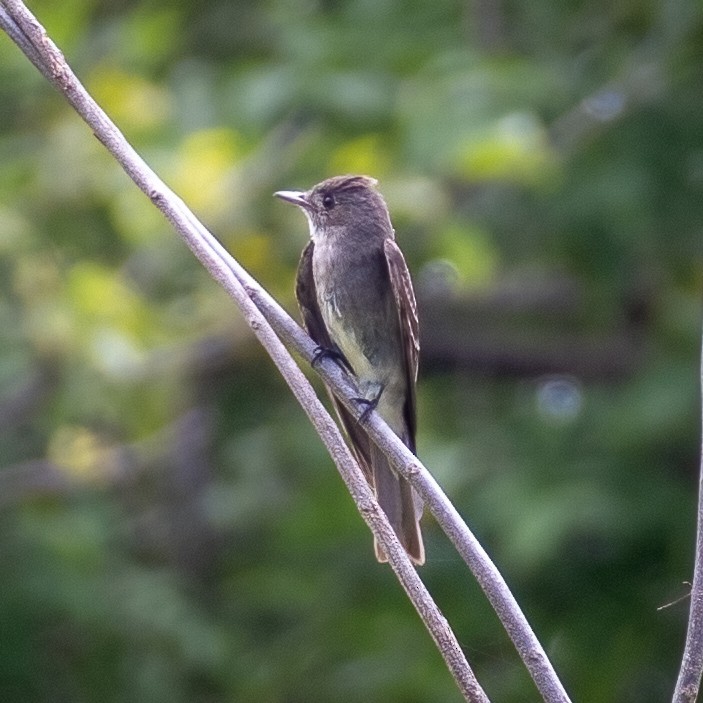 Olive-sided Flycatcher - Sean Sparrow