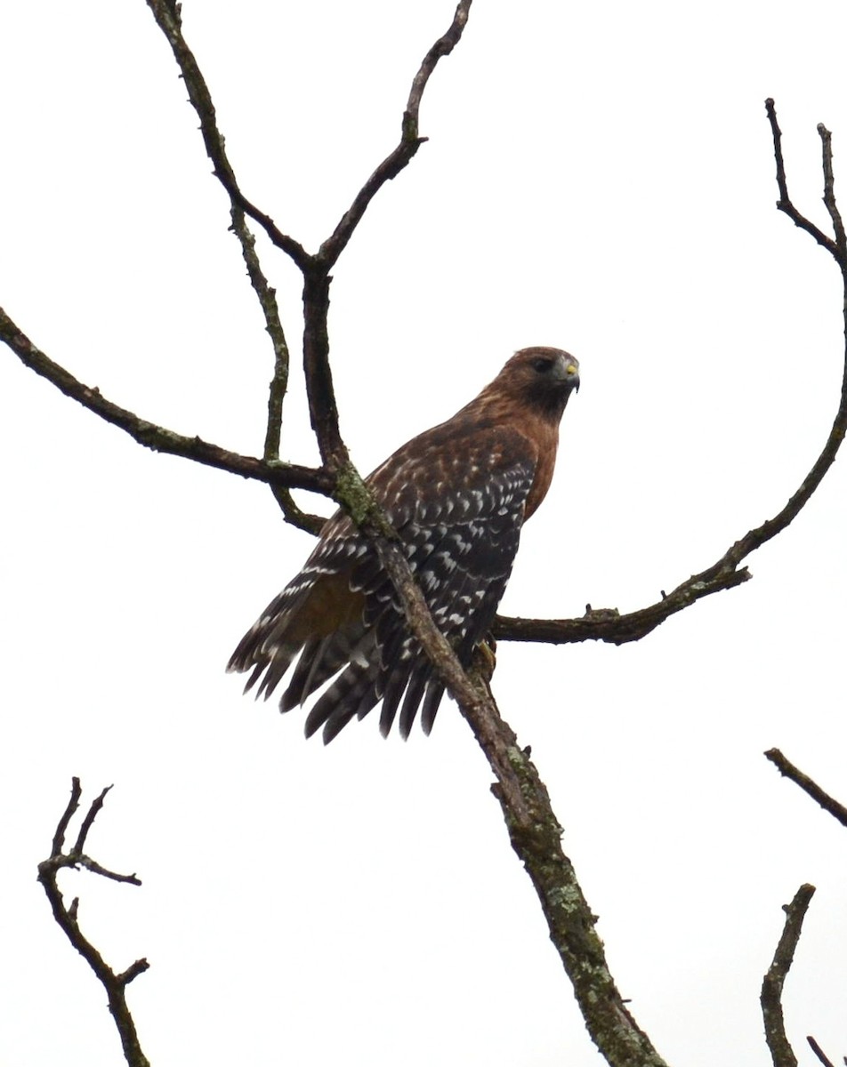 Red-shouldered Hawk - ML376800361