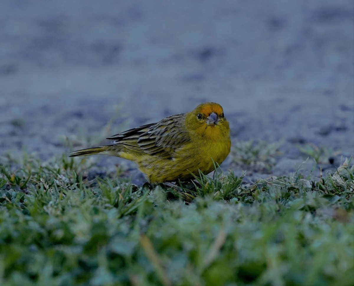 Saffron Finch - Fitos Team