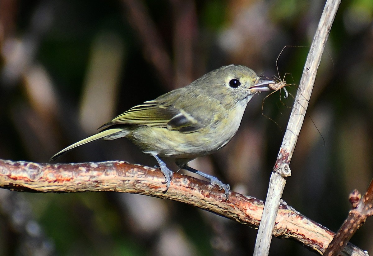 Hutton's Vireo - ML376801071