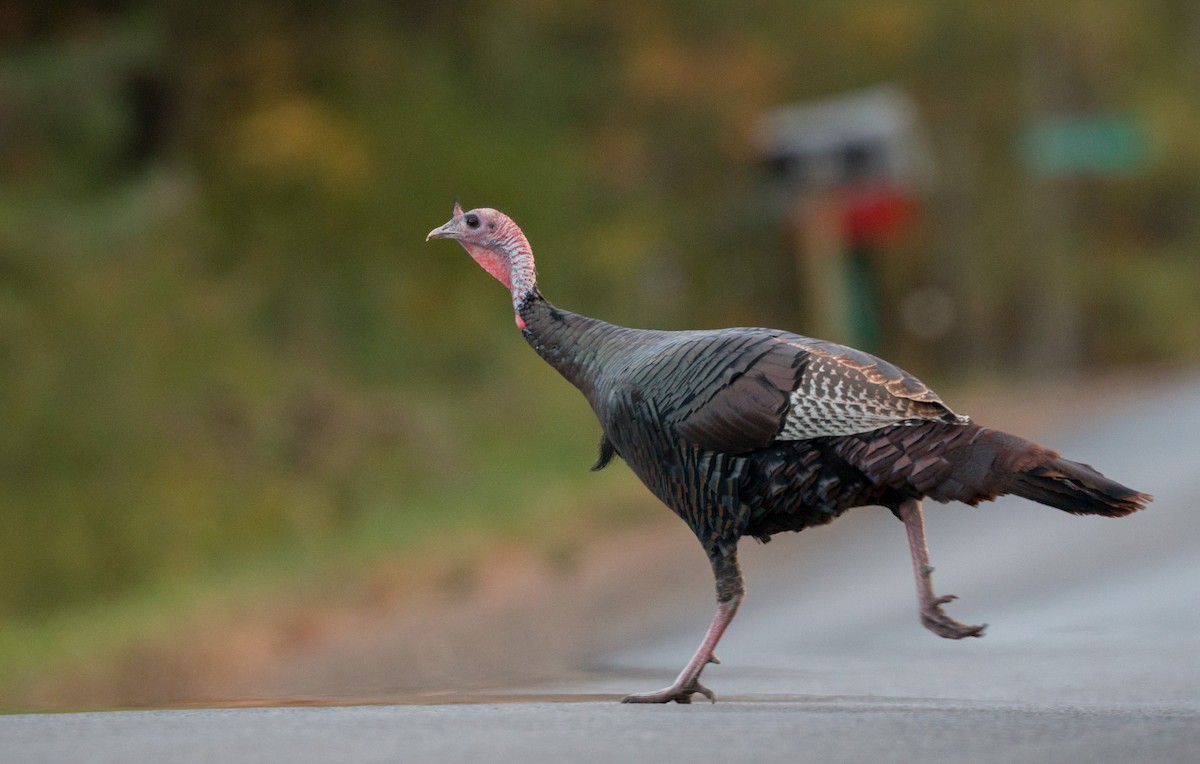 Guajolote Gallipavo - ML37680171