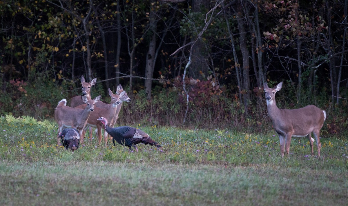 Wild Turkey - ML37680181