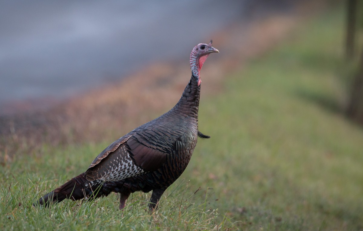 Wild Turkey - ML37680191