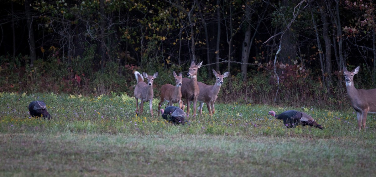 Wild Turkey - ML37680201