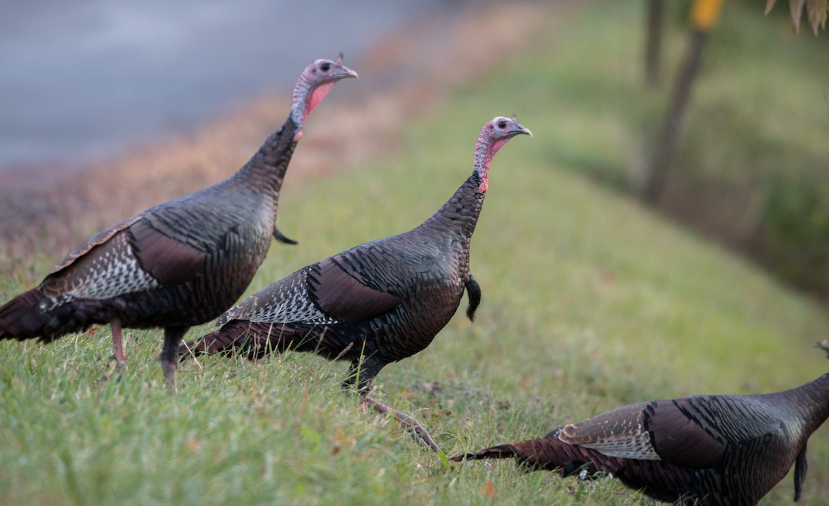 Wild Turkey - ML37680211