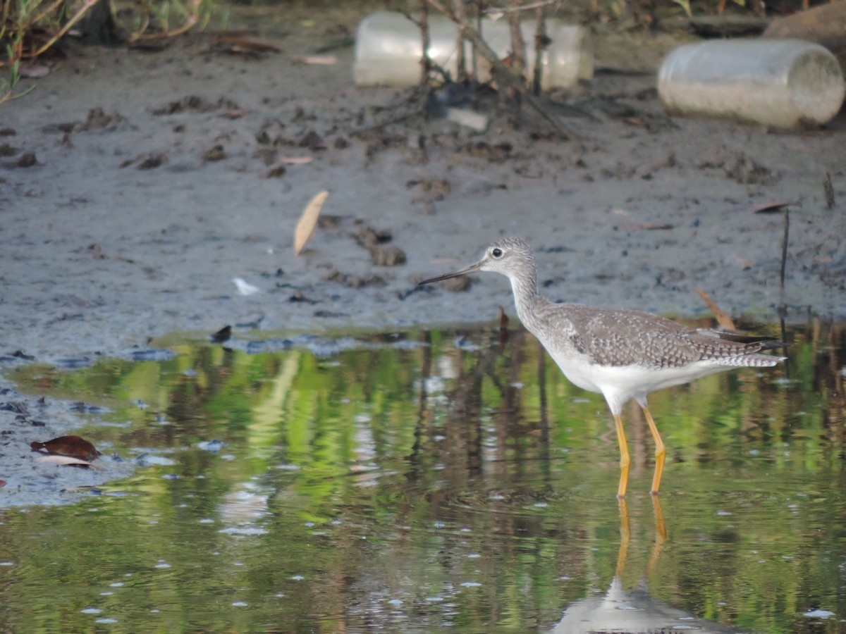 Greater Yellowlegs - ML376802851