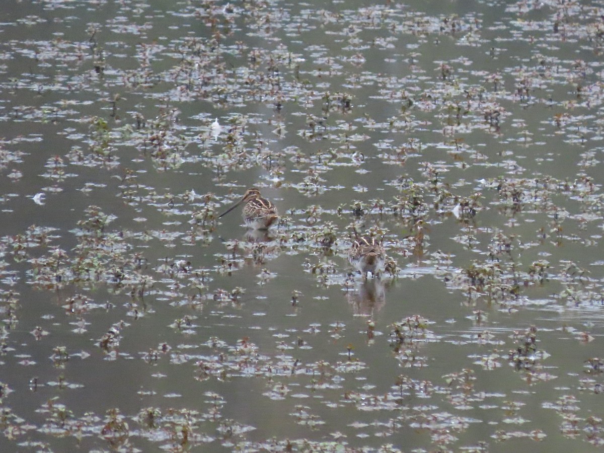 Wilson's Snipe - ML376803251