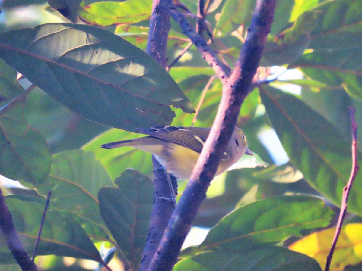 White-eyed Vireo - ML376803471