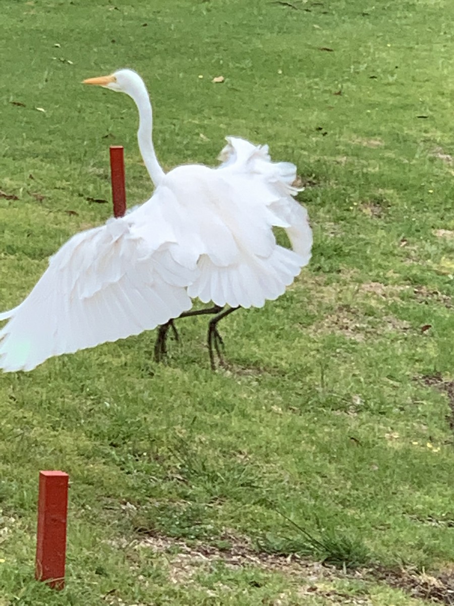 Great Egret - ML376803991