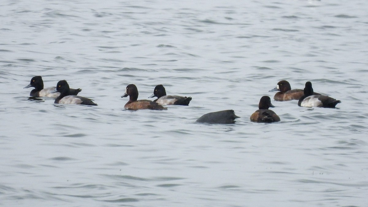 Lesser Scaup - Todd Brown