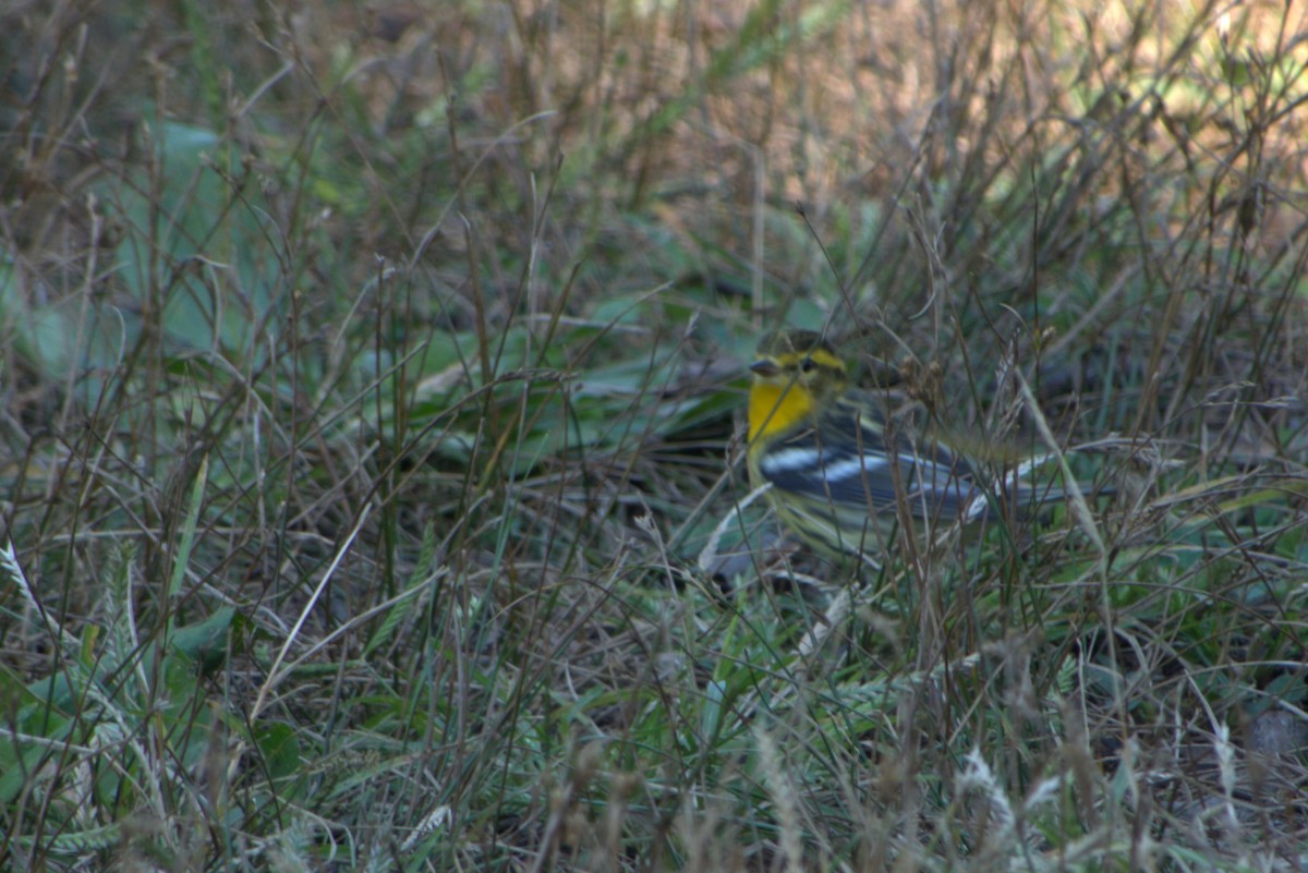 Blackburnian Warbler - ML376806171