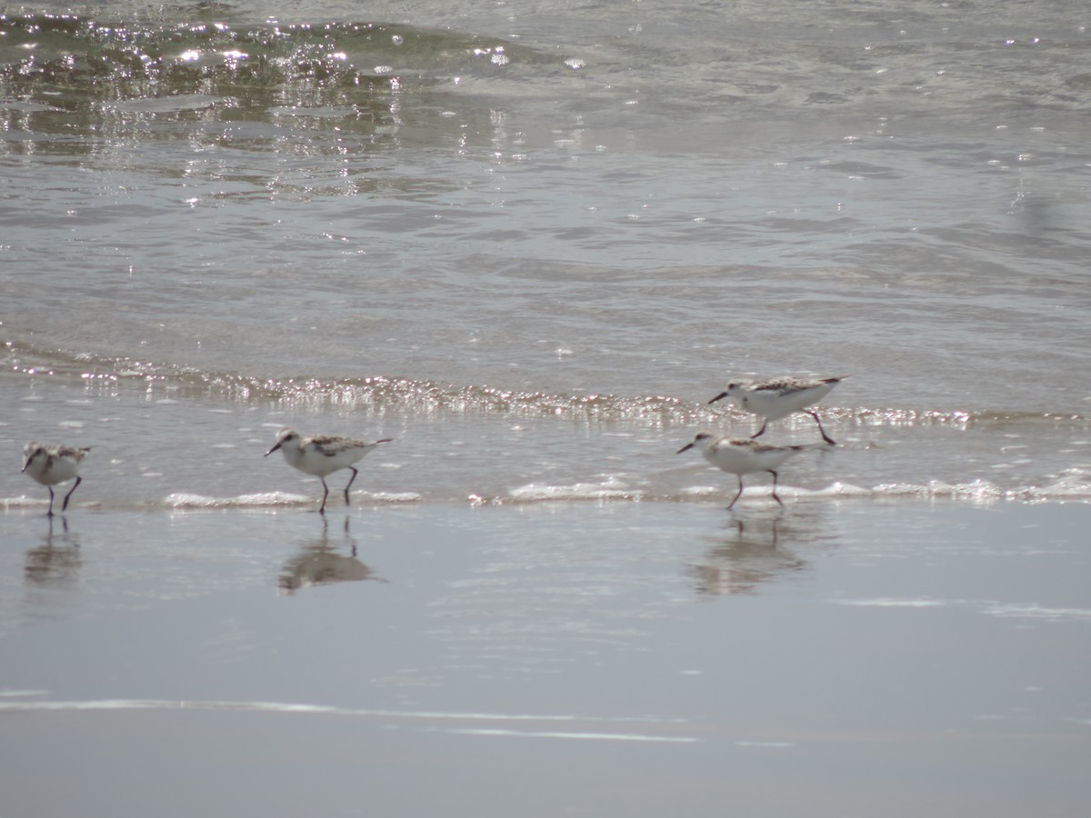 Sanderling - Agustín Gomez Tuxtla Birding-Club