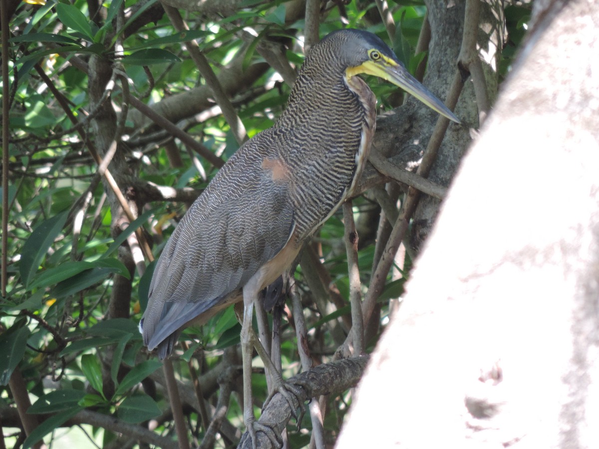 Bare-throated Tiger-Heron - ML376806261