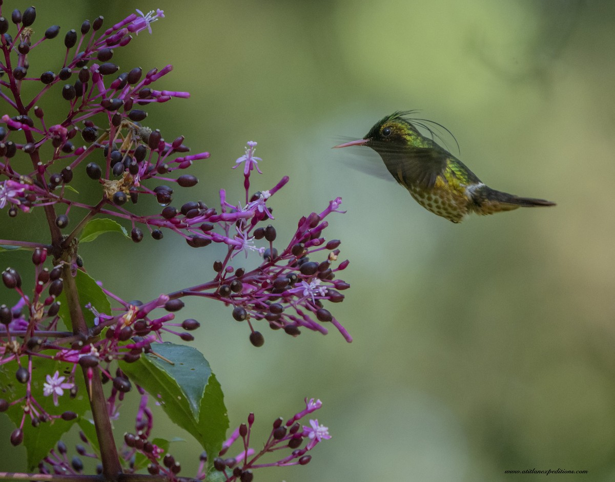 Black-crested Coquette - ML376808251