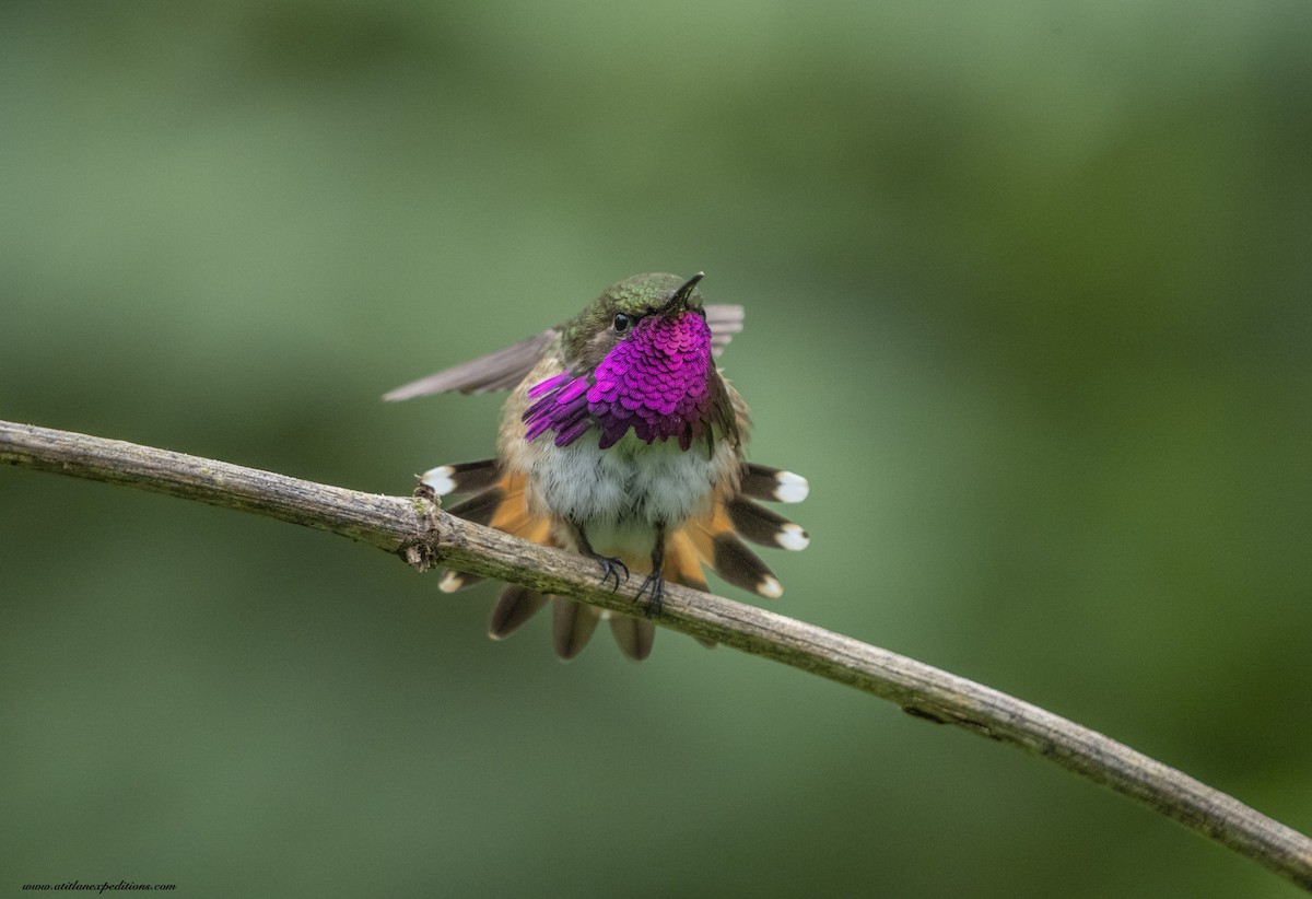 Wine-throated Hummingbird - ML376809211