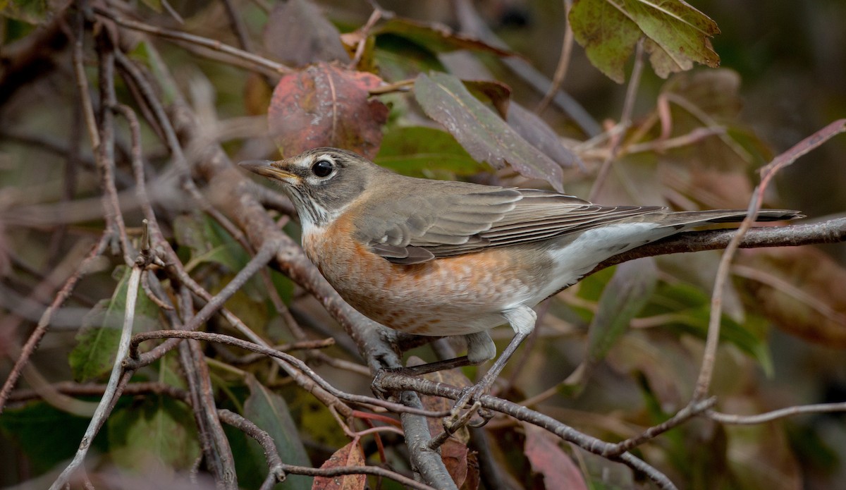 American Robin - ML37680931