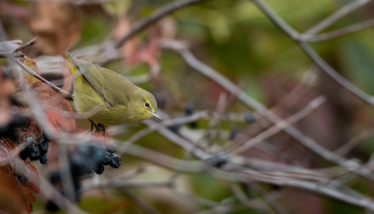 Orange-crowned Warbler - ML37680961