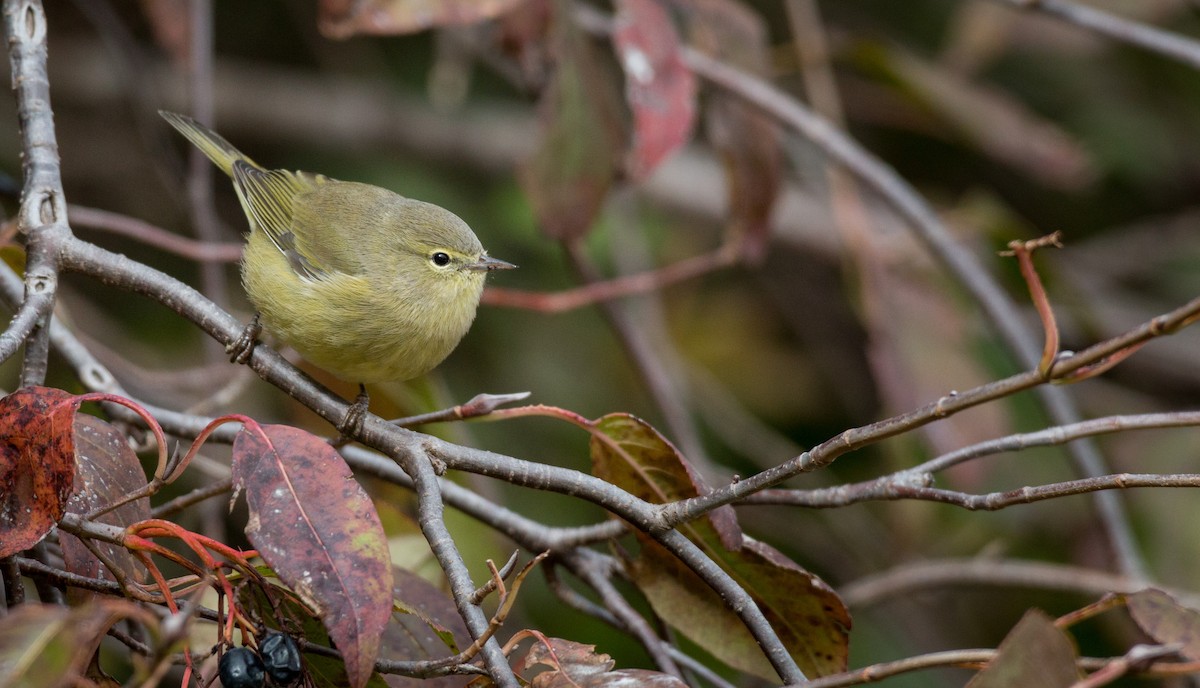 Orange-crowned Warbler - ML37680991