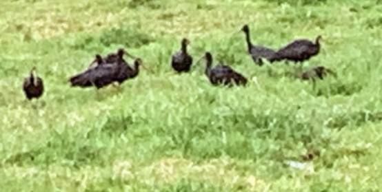 Bare-faced Ibis - ML376809931