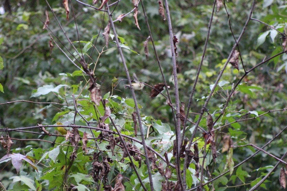 Wilson's Warbler - ML376810111