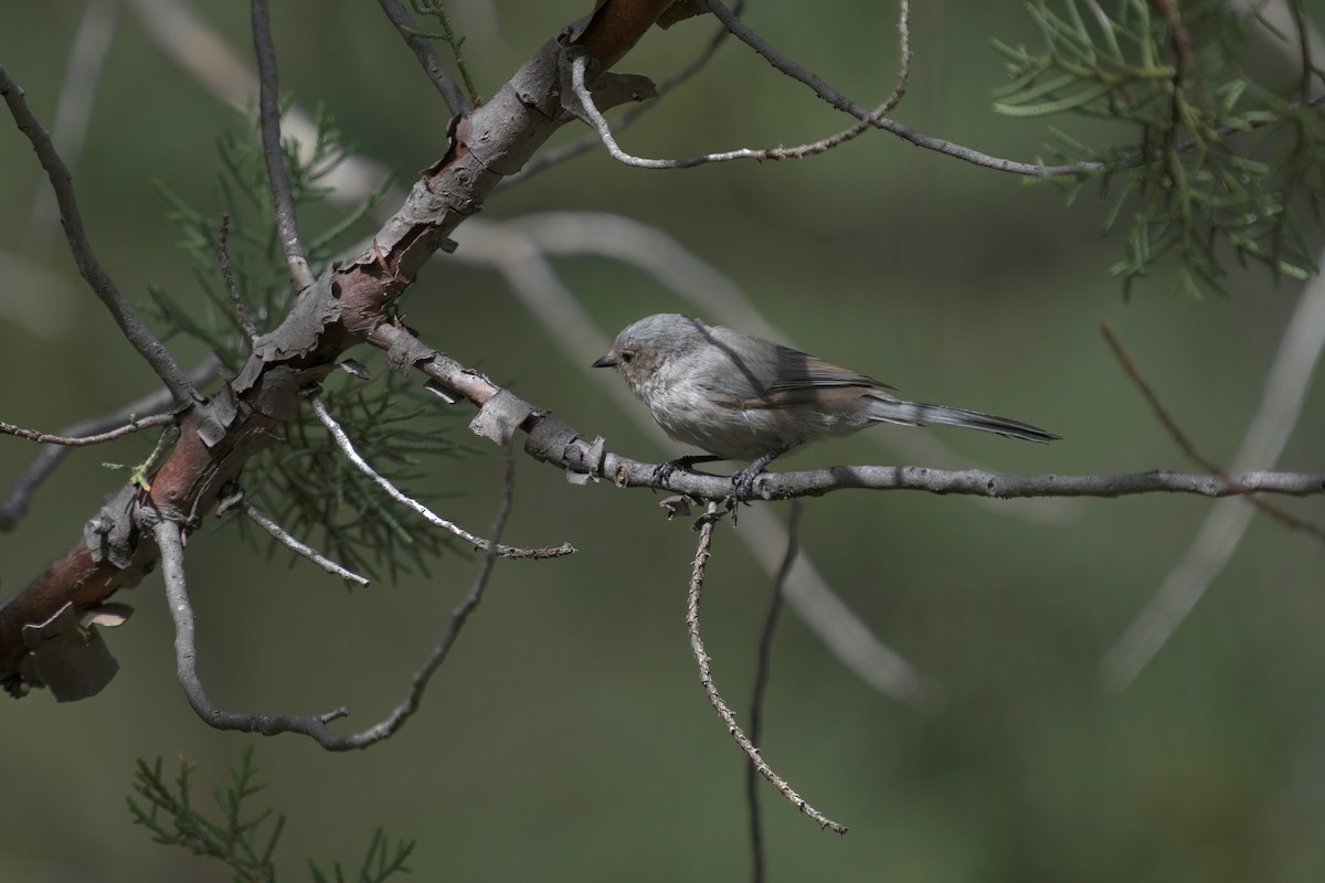 Bushtit - ML376810211