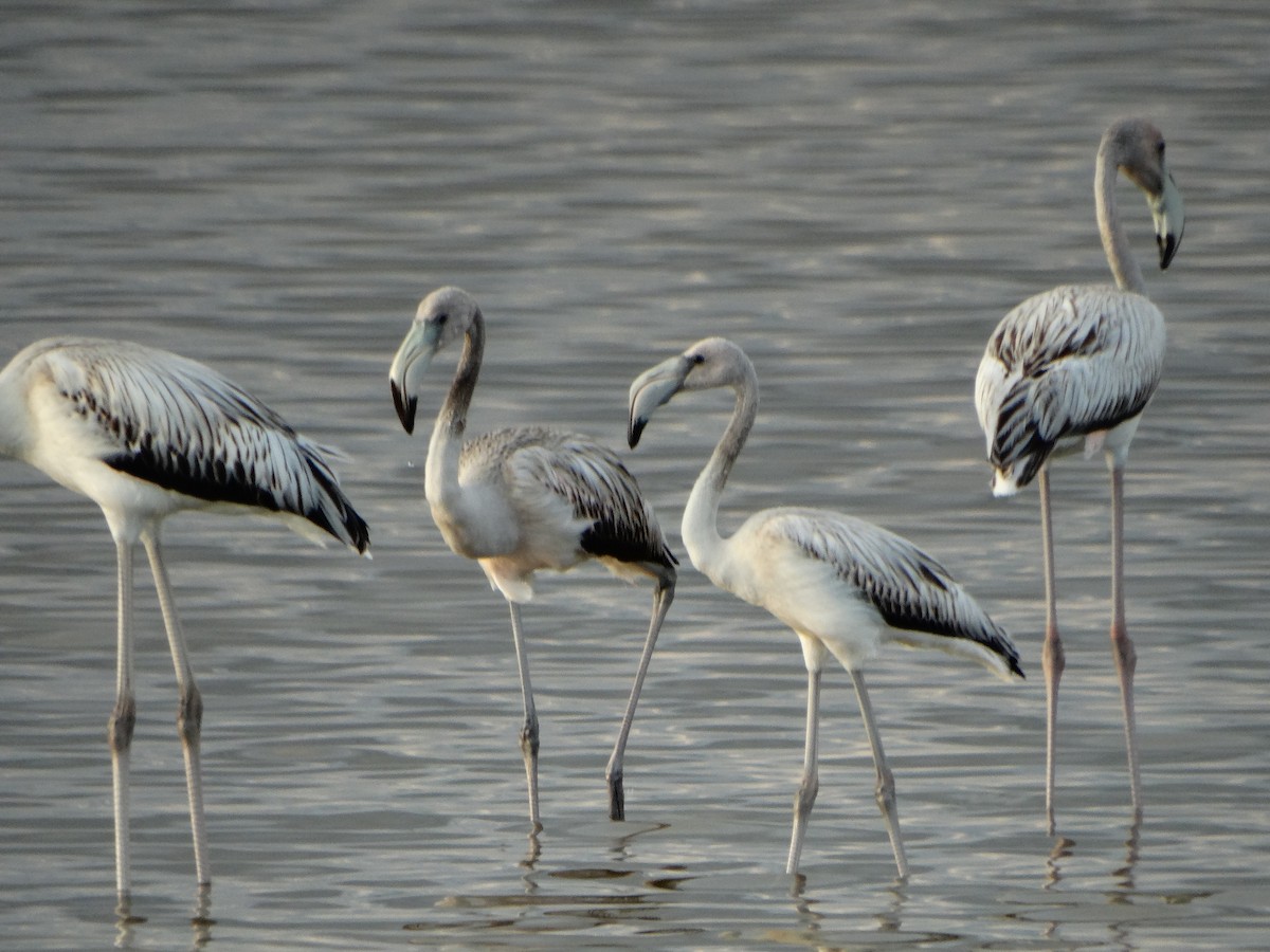American Flamingo - Paulina Sabido