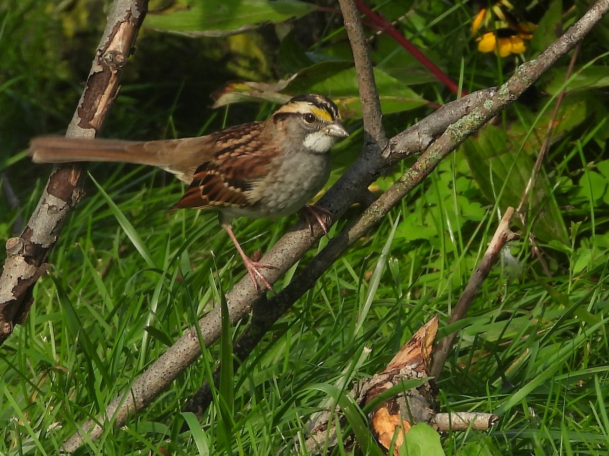 White-throated Sparrow - ML376812081