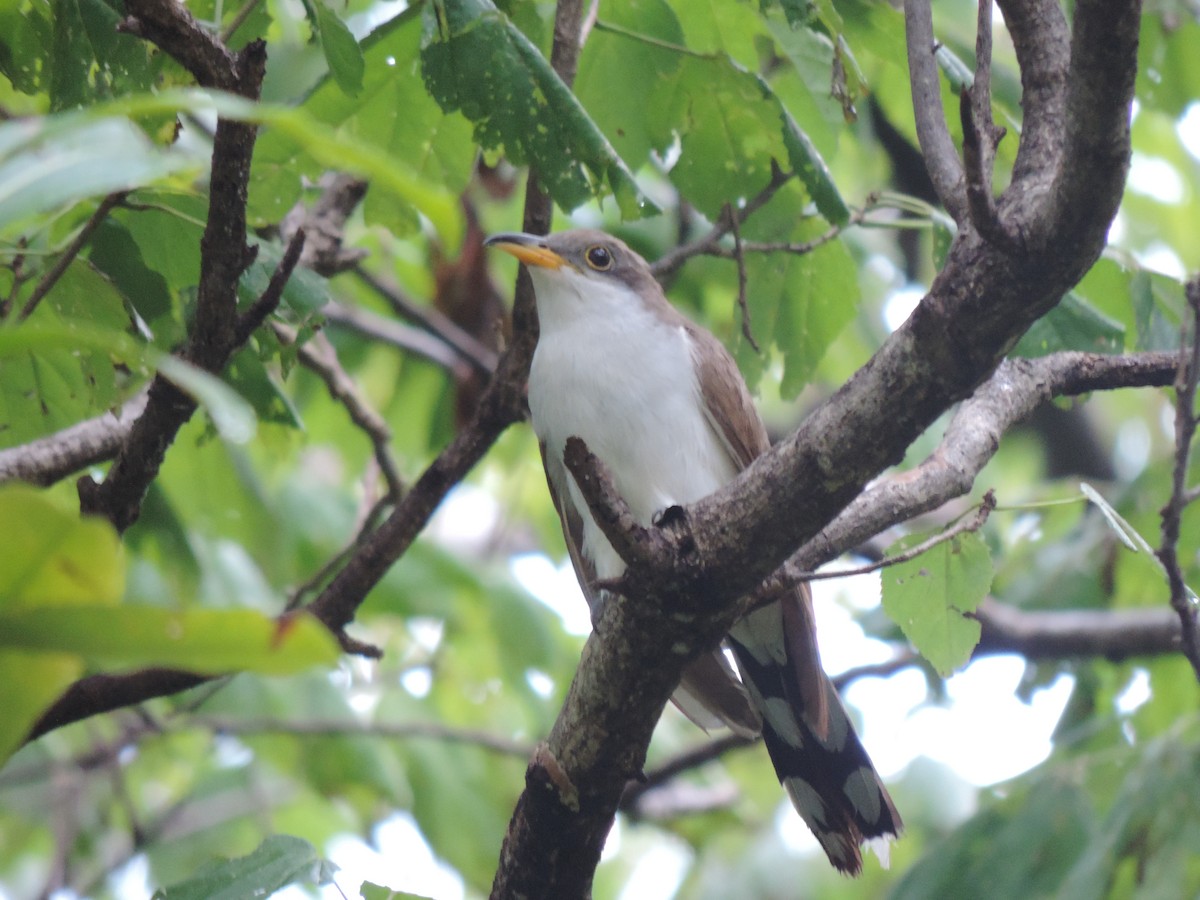 Yellow-billed Cuckoo - ML376813071