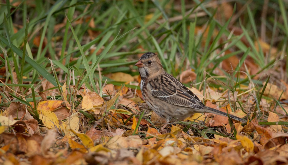 Harris's Sparrow - Ian Davies