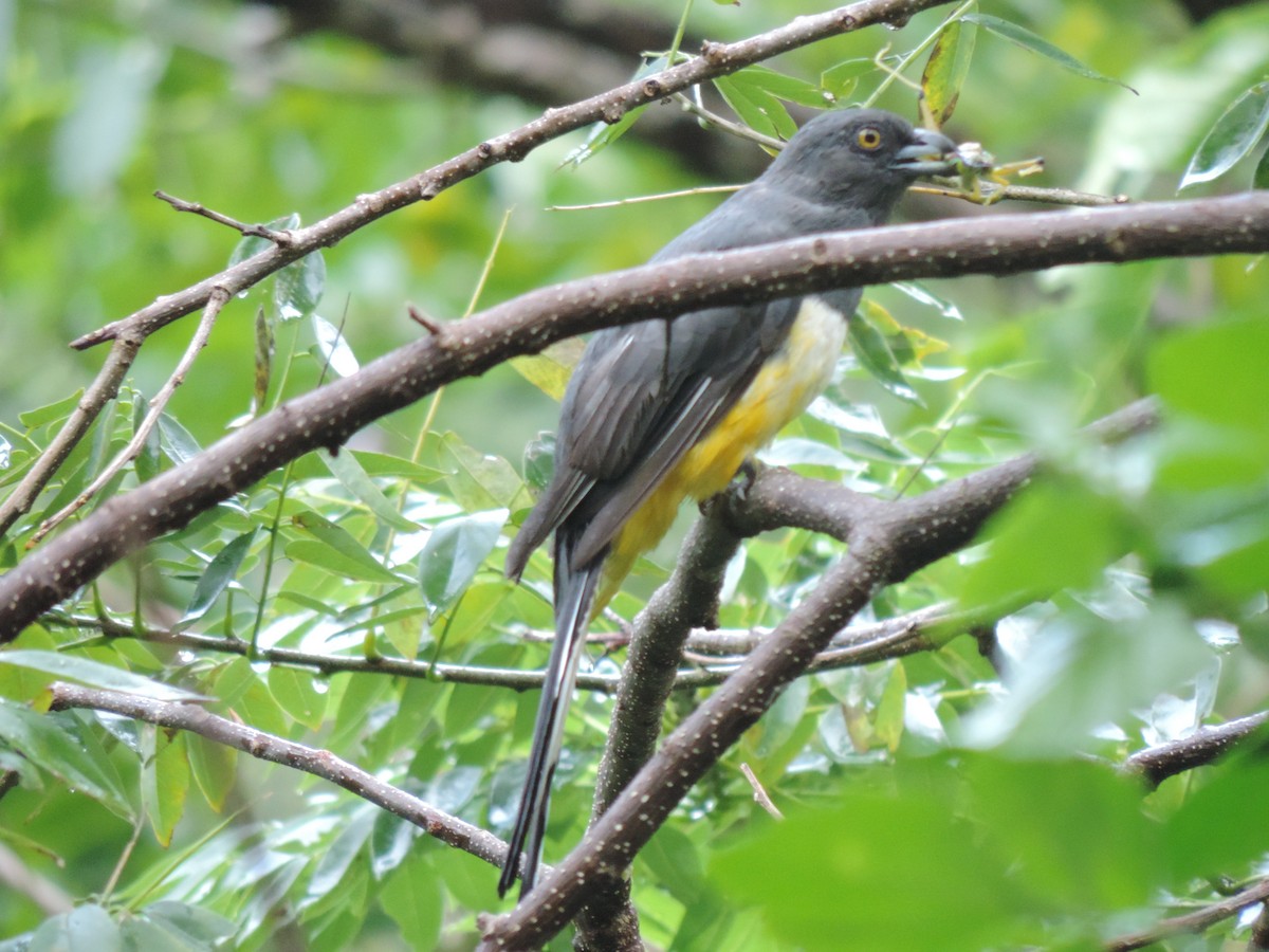 trogon žlutobřichý - ML376813161