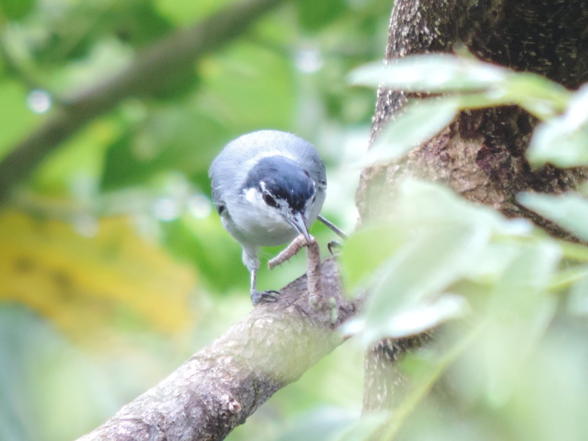 White-lored Gnatcatcher - ML376813461