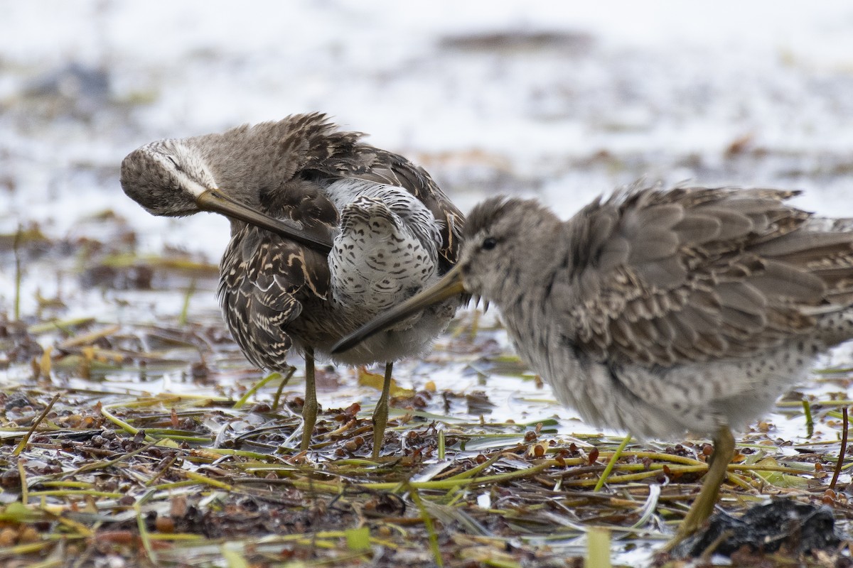 Short-billed/Long-billed Dowitcher - James Brookman