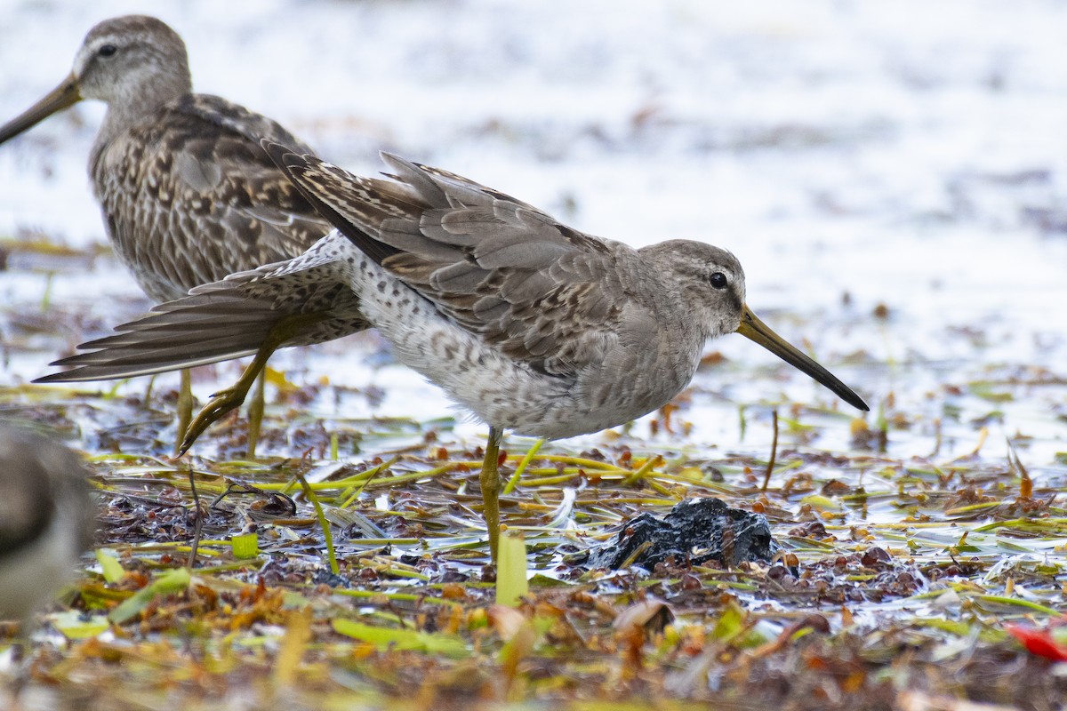 Short-billed/Long-billed Dowitcher - ML376816631