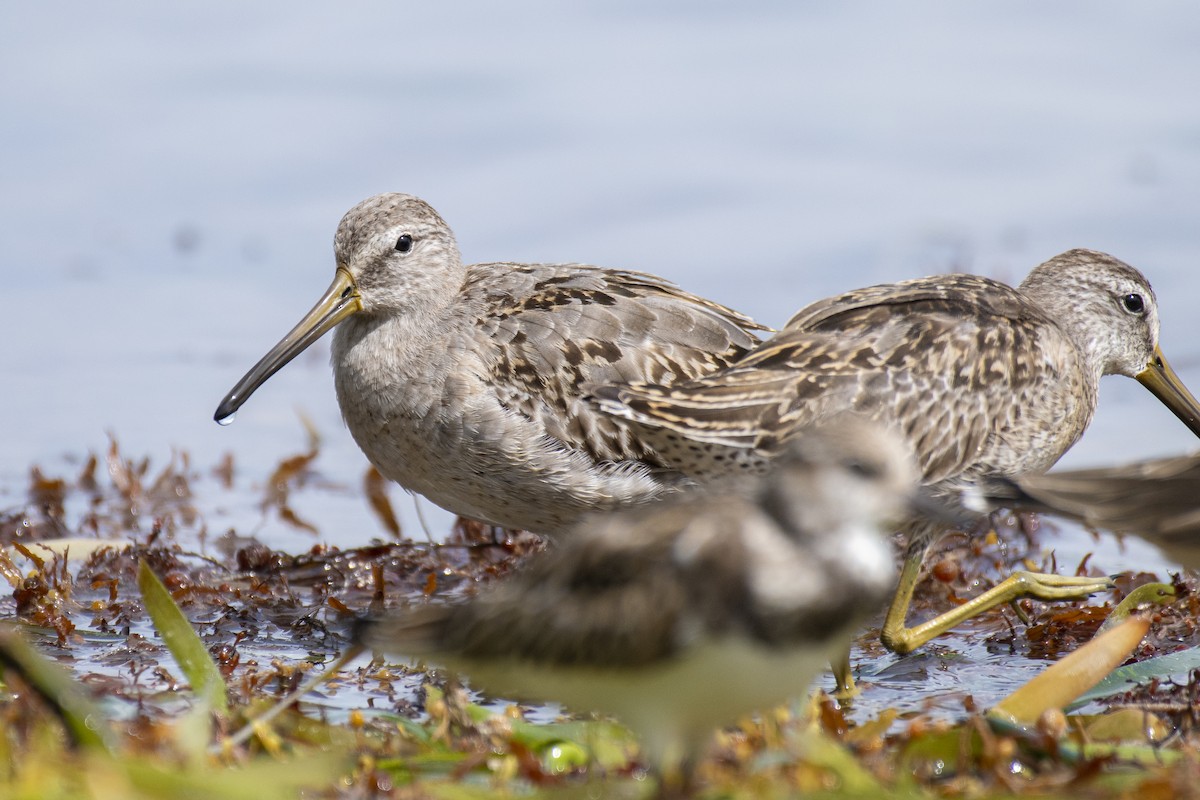 Short-billed/Long-billed Dowitcher - James Brookman