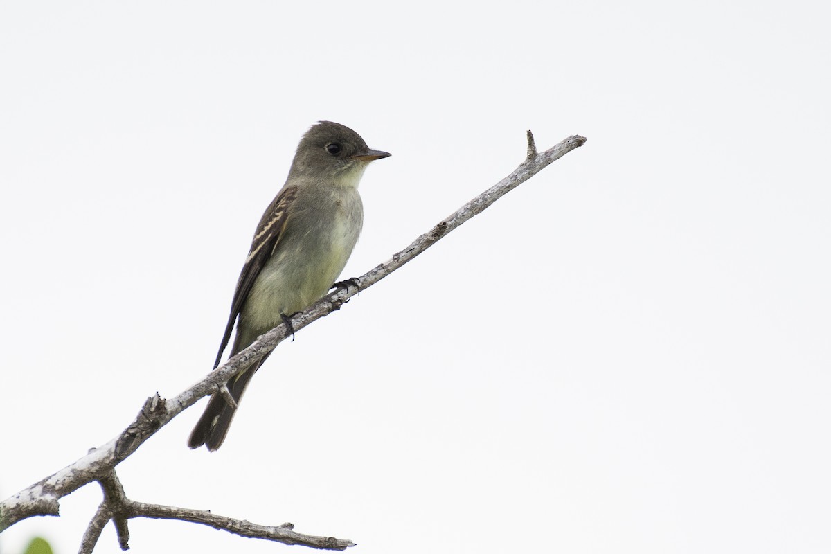 Eastern Wood-Pewee - James Brookman