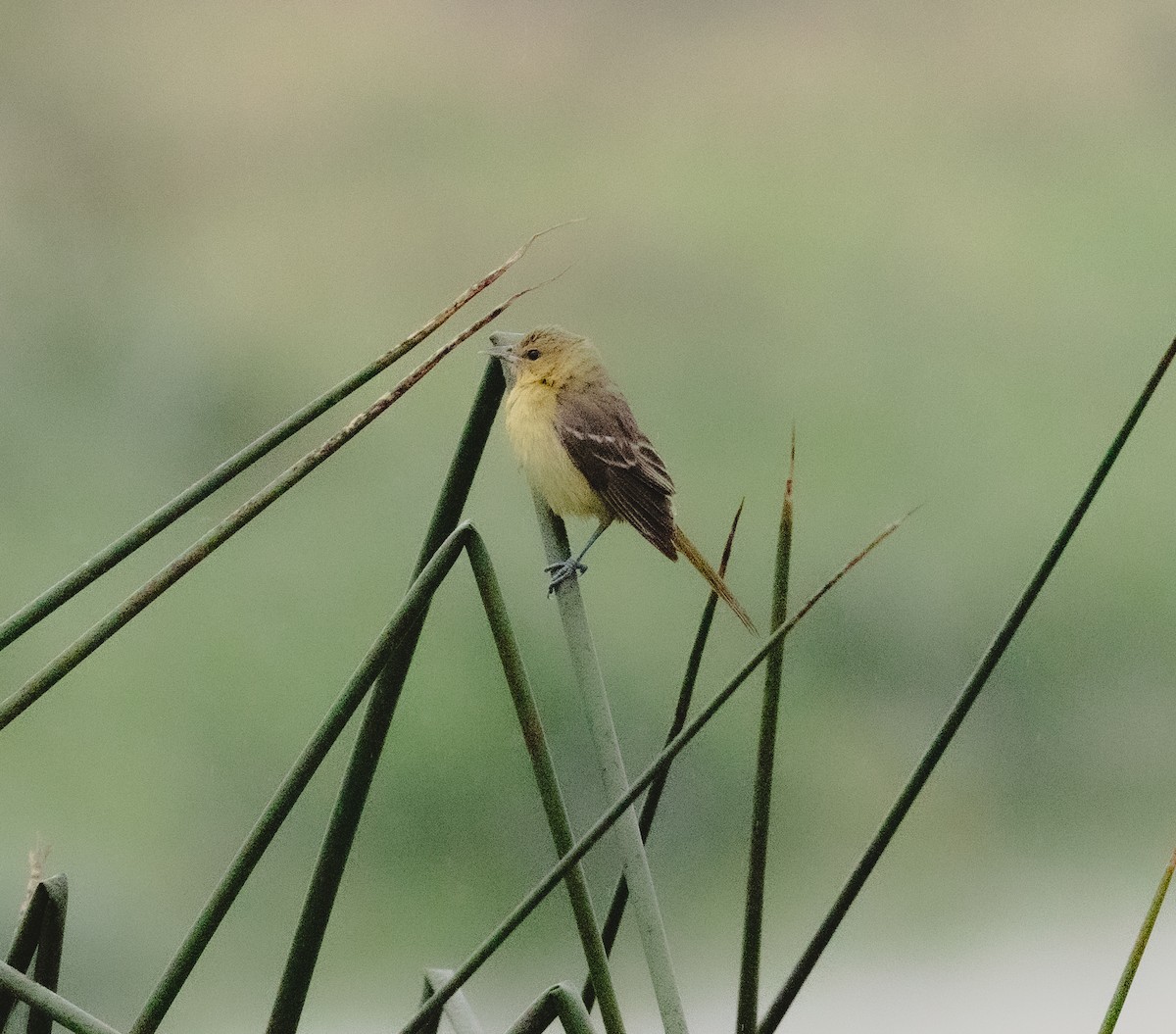 Orchard Oriole - ML376818691