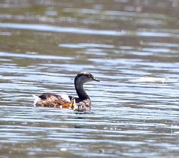 Australasian Grebe - Jian Mei