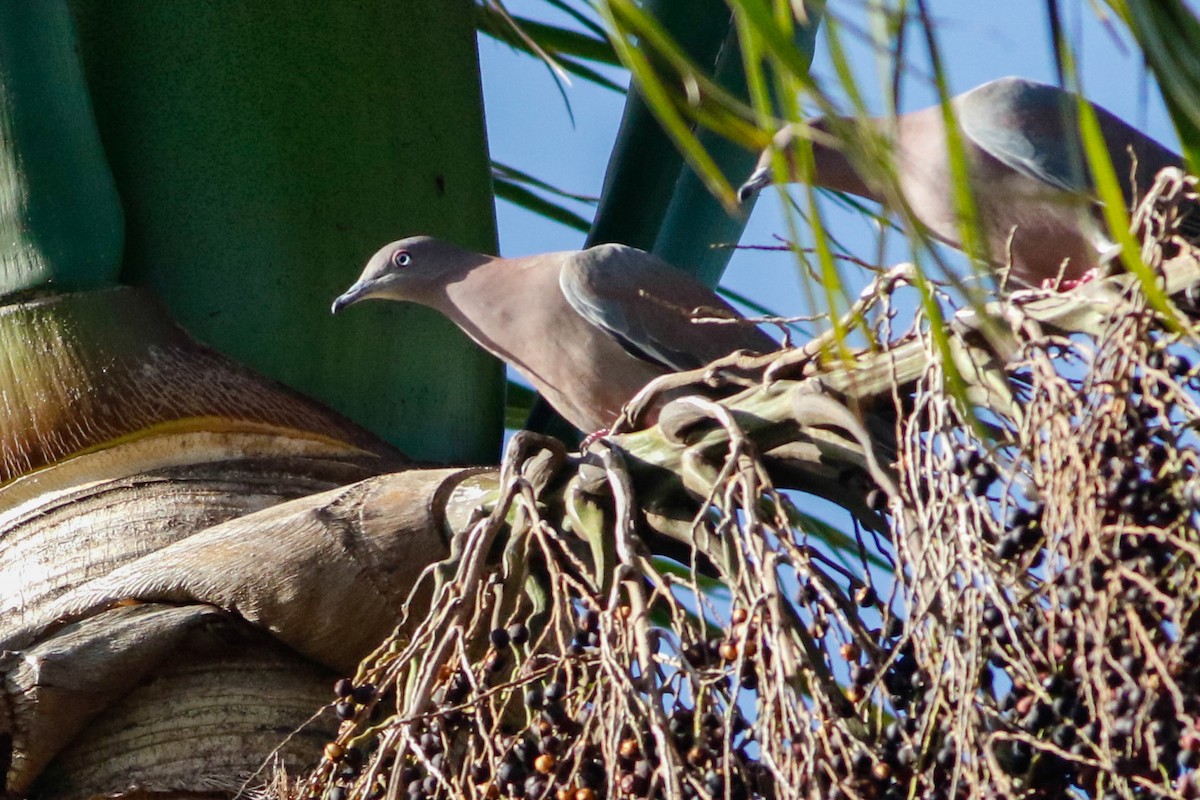 Plain Pigeon - ML376819061