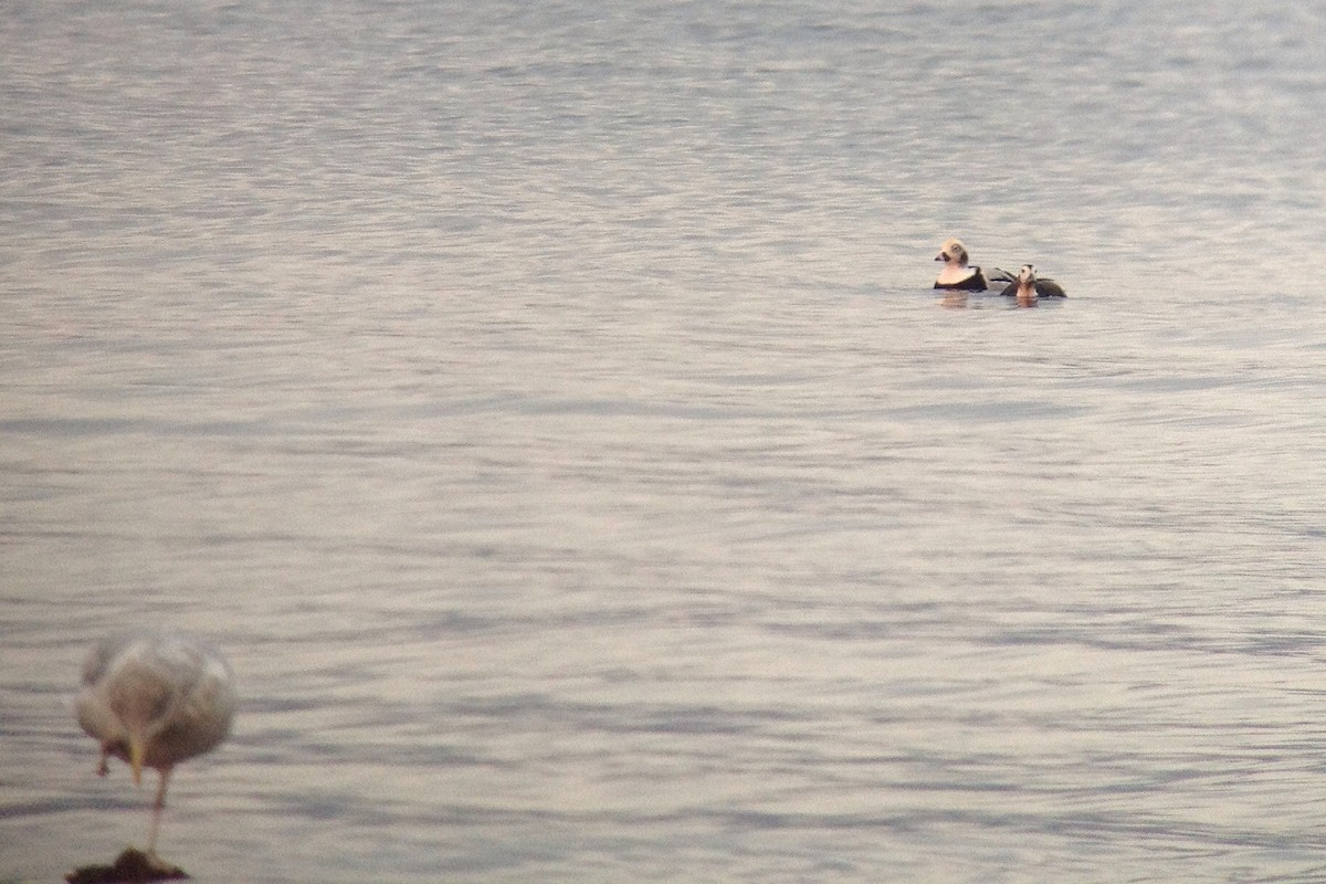 Long-tailed Duck - ML37682011