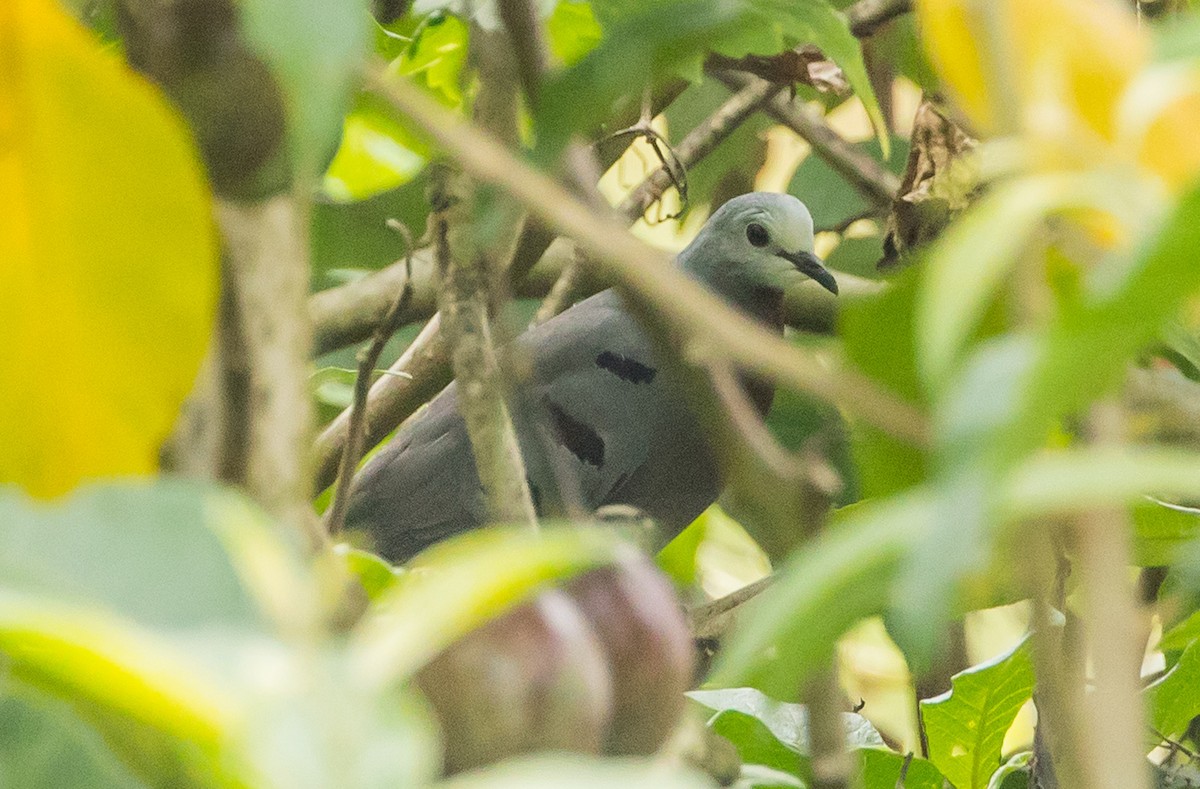 Maroon-chested Ground Dove - Manlio Cuevas L.