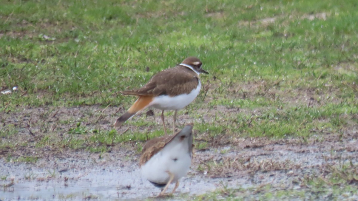 Killdeer - Ann Marie Wood