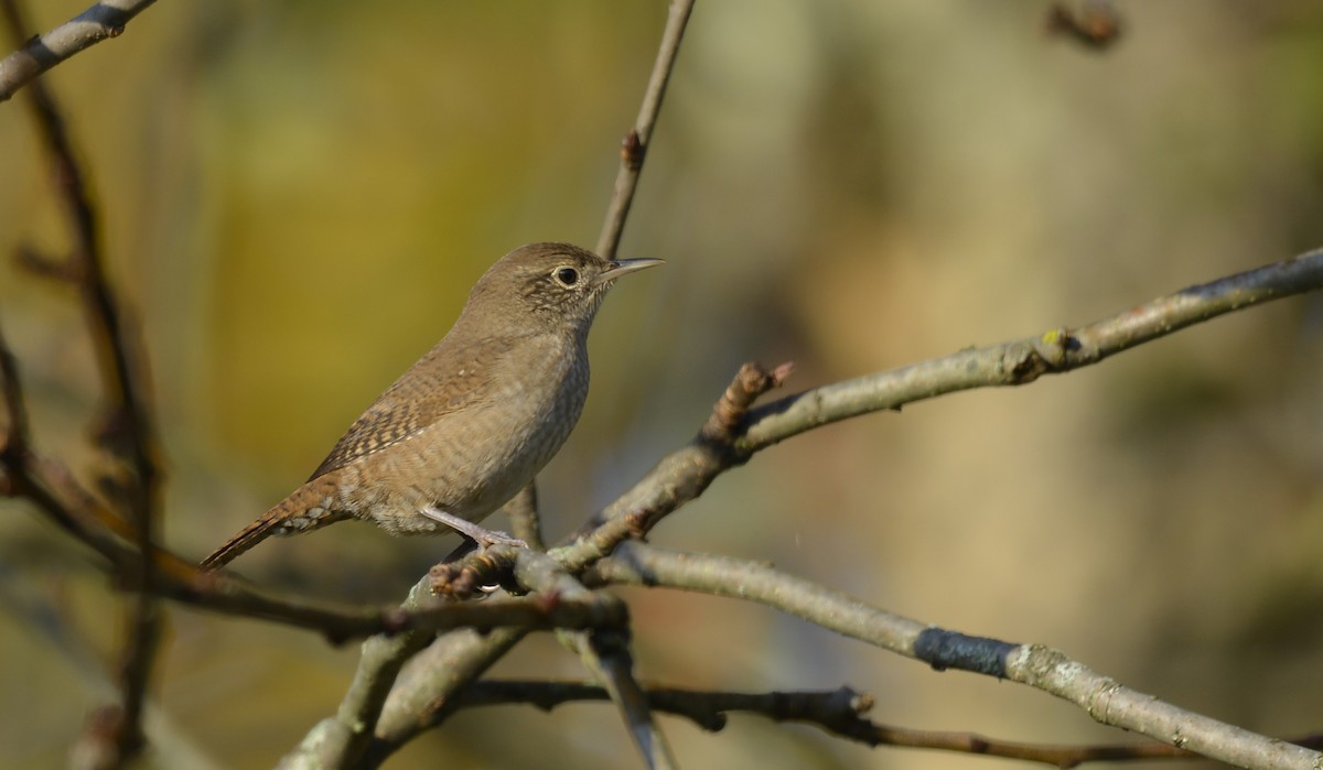 House Wren - ML376825531