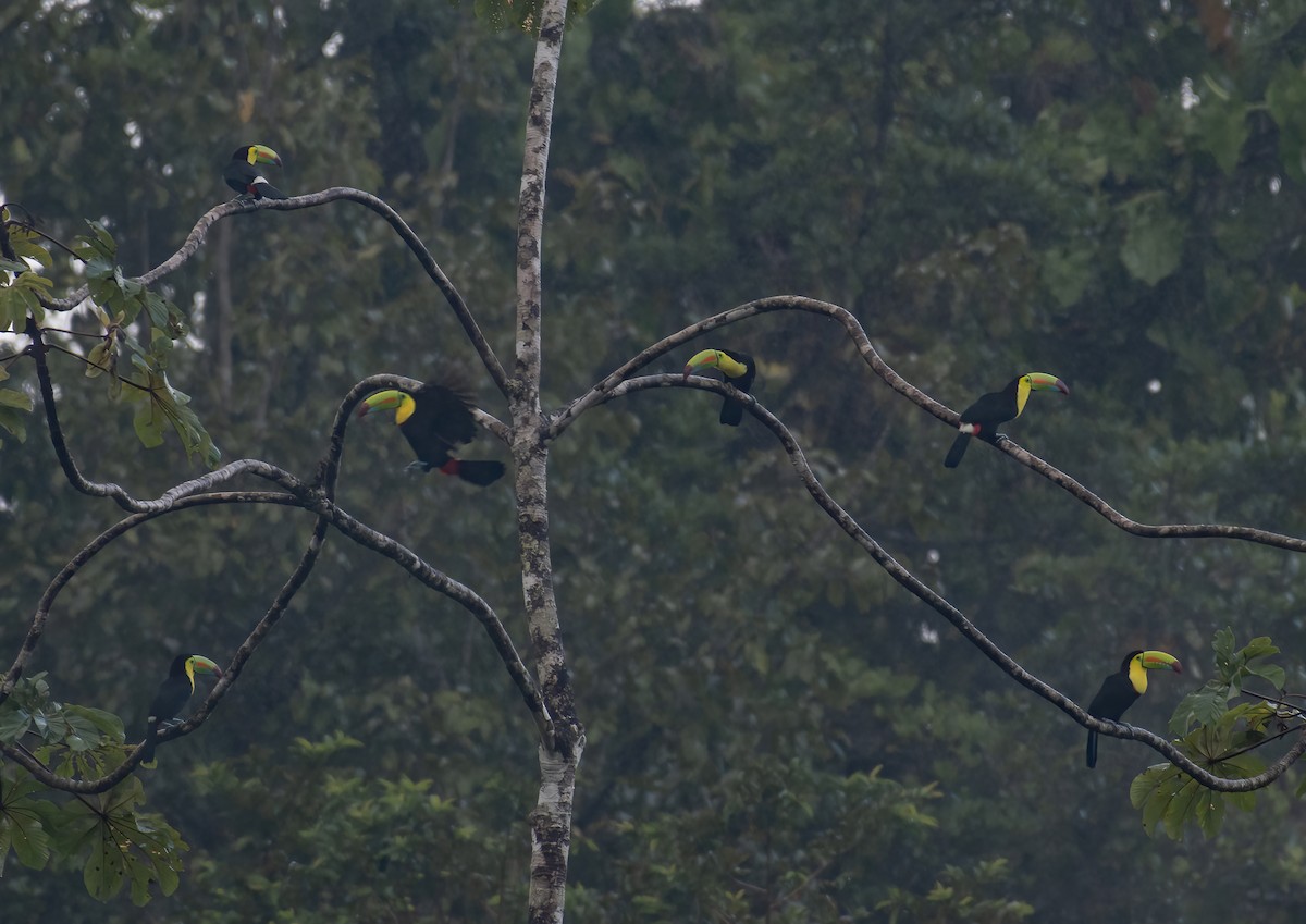 Keel-billed Toucan - ML376825841