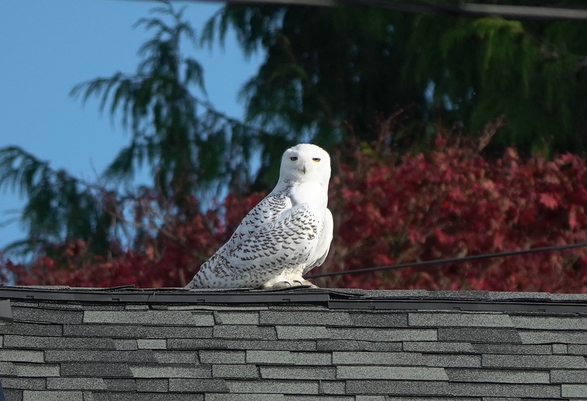 Snowy Owl - Matt Dufort