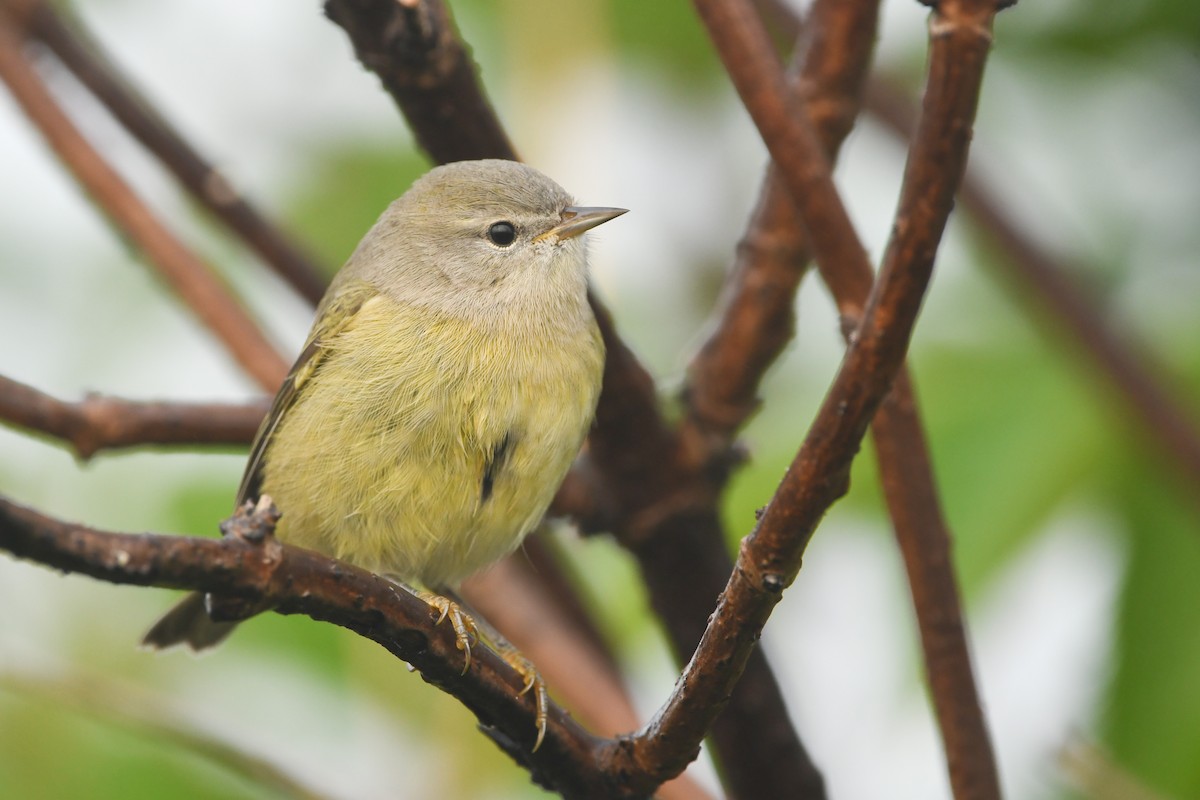 Orange-crowned Warbler - ML376826891